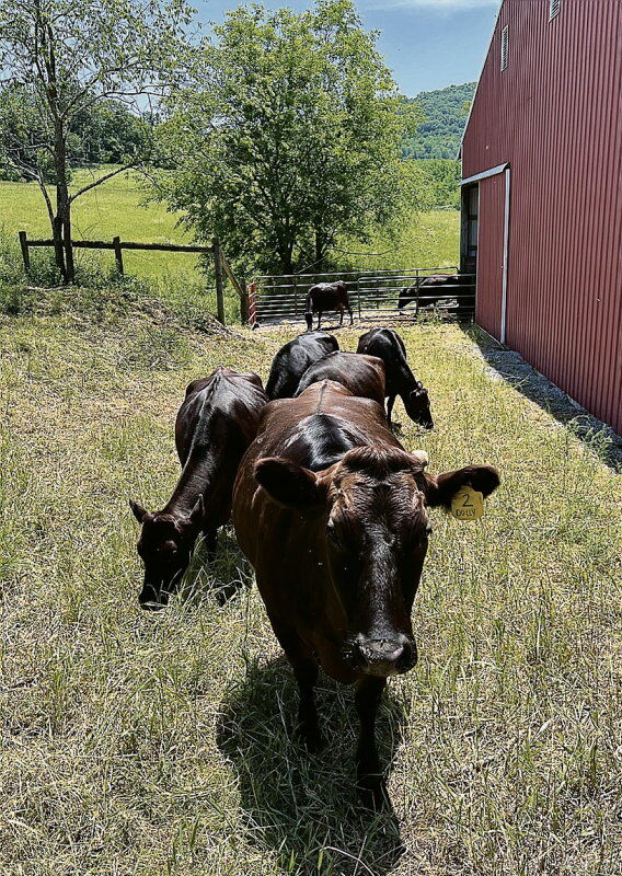 LF20220806 wagyu7-greenwood.jpg